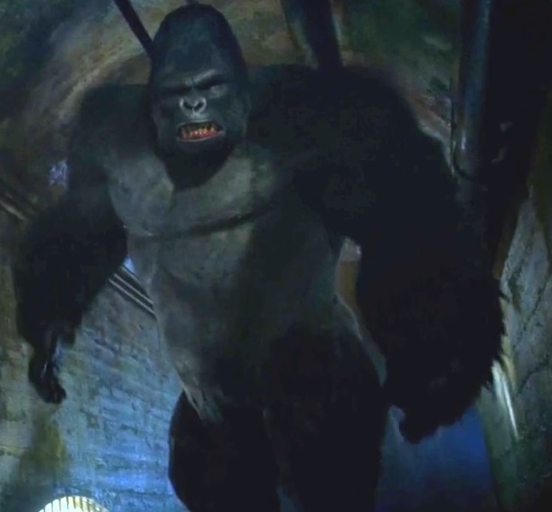 grodd